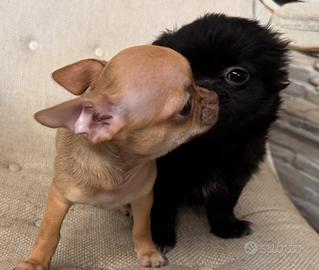 Cuccioli chihuahua 3 mesi