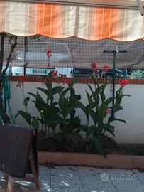 bulbi canna indica
