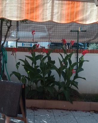 bulbi canna indica
