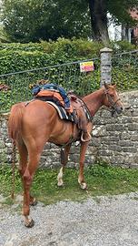 Cavalla