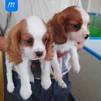 Cavalier King Charles Spaniel