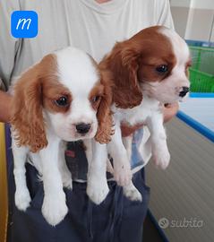 Cavalier King Charles Spaniel