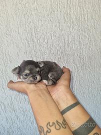 Cuccioli di chihuahua tea cup