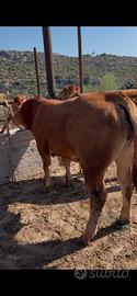 Torello limousine