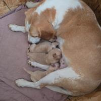 Cuccioli mamma beagle