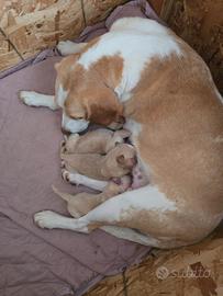 Cuccioli mamma beagle