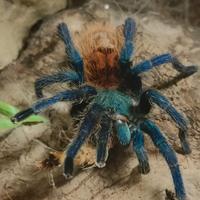 Tarantola chromatopelma cyaneopubescens