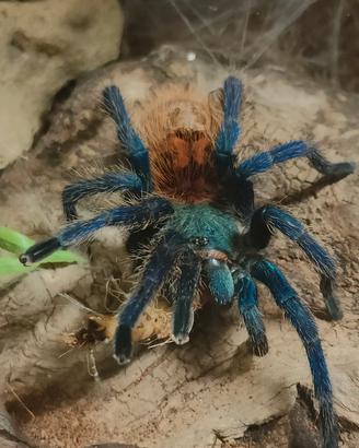 Tarantola chromatopelma cyaneopubescens