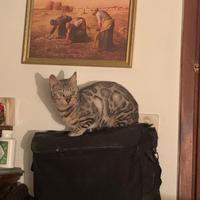 Gatte adulte di razza bengala (FEMMINE)