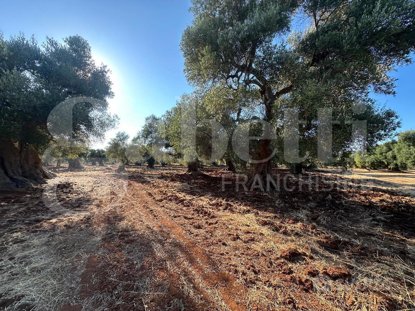 Terreno Agricolo Ostuni [Cod. rif 3331447VCG] - Altro