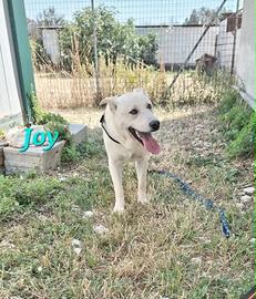 Cucciolotto mix labrador aspetta una famiglia
