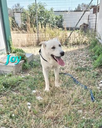 Cucciolotto mix labrador aspetta una famiglia
