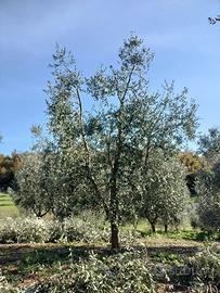 Terreno/oliveto