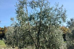 Terreno/oliveto