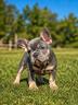 cucciola-di-bulldog-francese