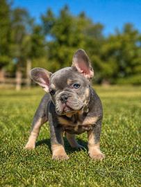 Cucciola di bulldog francese