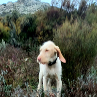 Cuccioli di spinone