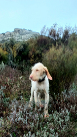 Cuccioli di spinone