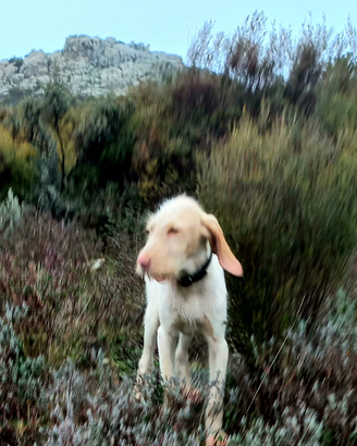 Cuccioli di spinone