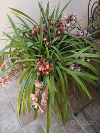 Orchidea Cymbidium
