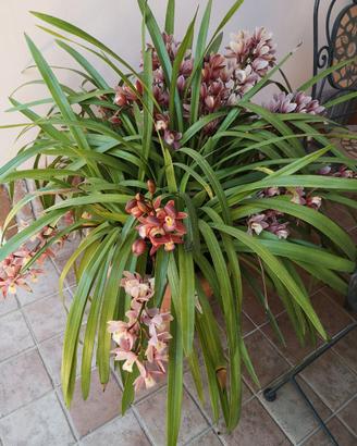 Orchidea Cymbidium