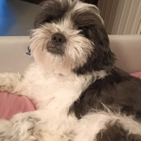 Per accoppiamento femmina di Shitzu taglia grande