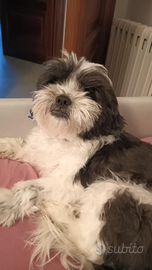 Per accoppiamento femmina di Shitzu taglia grande
