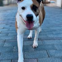 Maya cagnolina meticcia