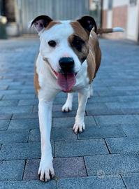 Maya cagnolina meticcia