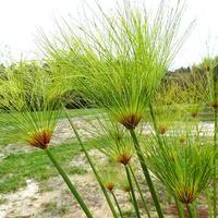 Cyperus Papyrus - Piante Acquatiche