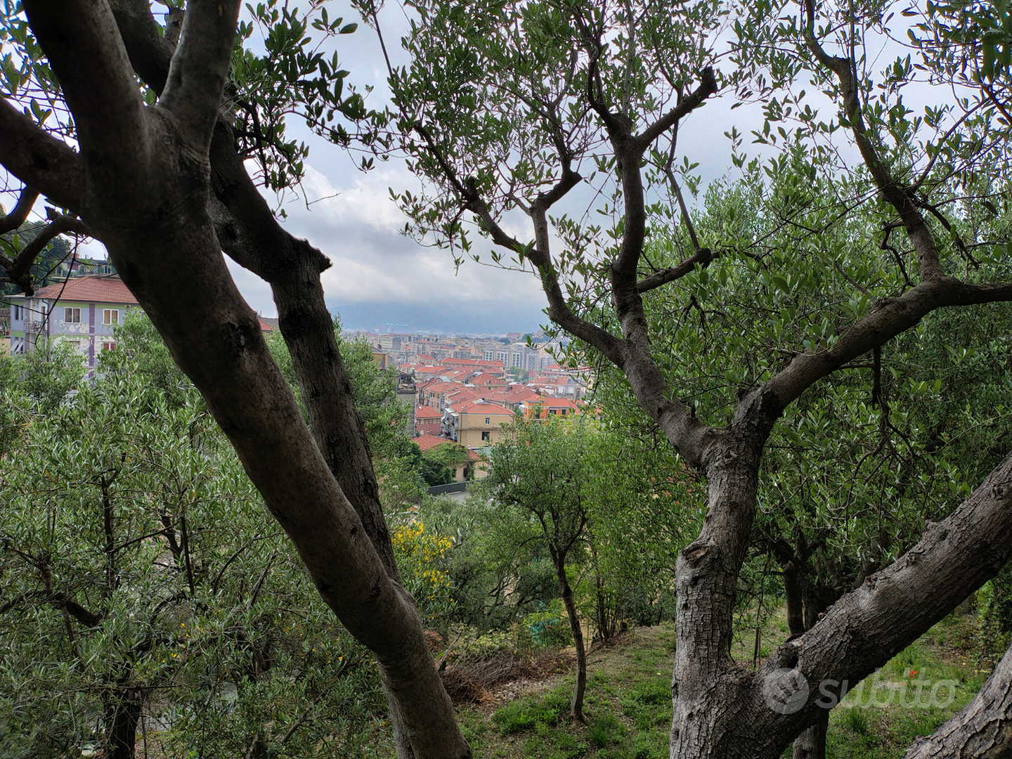 Terreno agricolo/uliveto - Vista 5
