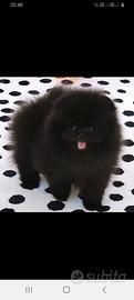 Spitz toy di Pomerania
