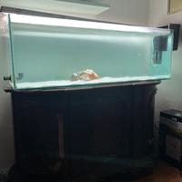 Acquario completo 300L