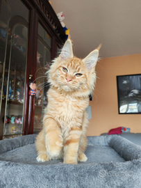 Maine Coon