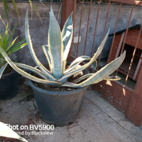 Agave americana