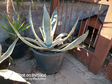 Agave americana