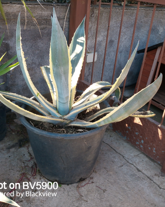 Agave americana