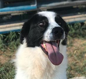 Buffalo, che tipo simpatico