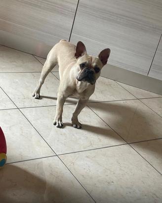 Bulldog francese