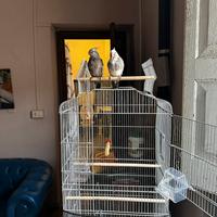 A malincuore Calopsite con voliera