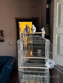 A malincuore Calopsite con voliera