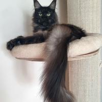 Maine Coon Giovane Adulta