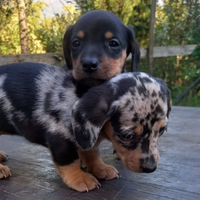 Cuccioli di Bassotto