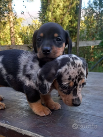 Cuccioli di Bassotto