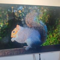 TV Philips  Android TV UHD 4K 55 pollici 