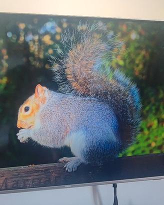 TV Philips  Android TV UHD 4K 55 pollici 