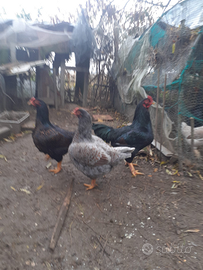 Combattenti Indiano Cornish