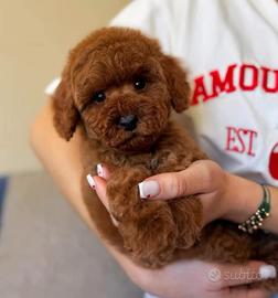 Barboncini red toy cuccioli