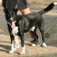 ROMOLO 3 anni taglia media 25/30 kg