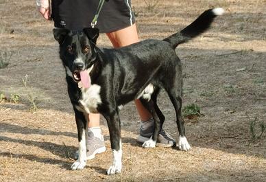 ROMOLO 3 anni taglia media 25/30 kg